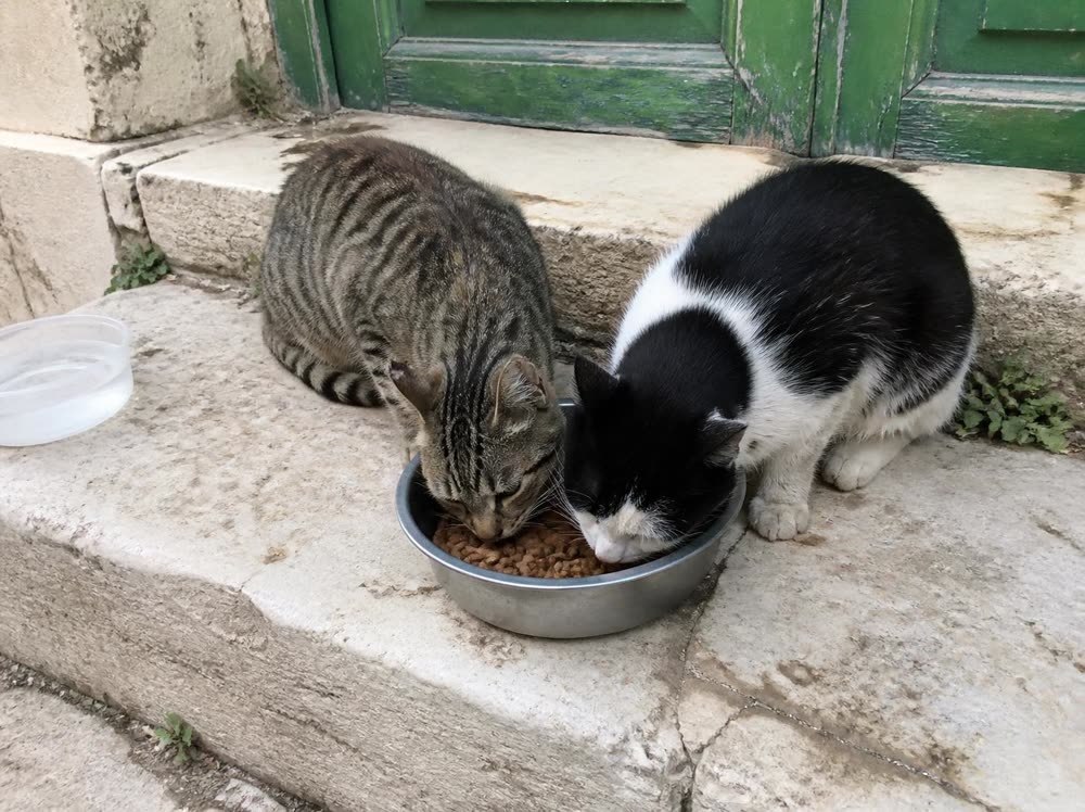 Two street cats sharing a bowl of food on a stone step